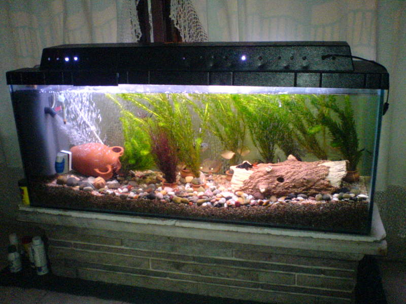 IMAGEN ECOSISTEMA ARTIFICIAL imagen ecosistema artificial: