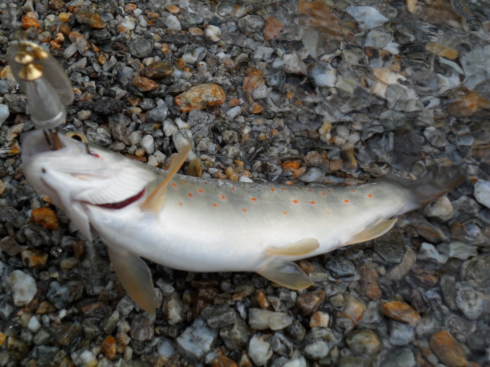 PESCHIAMO !!! TROTA FARIO