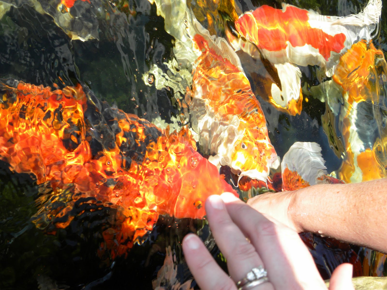 koi-pond-fountain.jpg