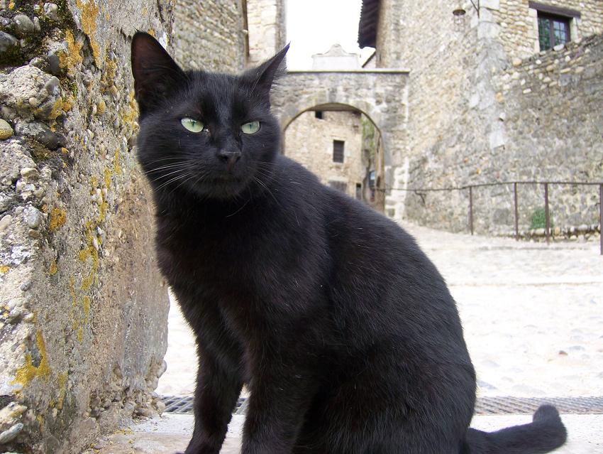 [perougescat.JPG]