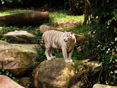 Singa Vs Harimau