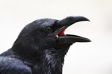 Alaska Raven
