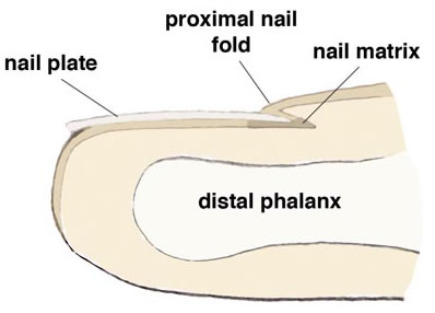 The proximal matrix forms the superior nail and the distal matrix forms the