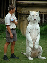 white tigers are cool