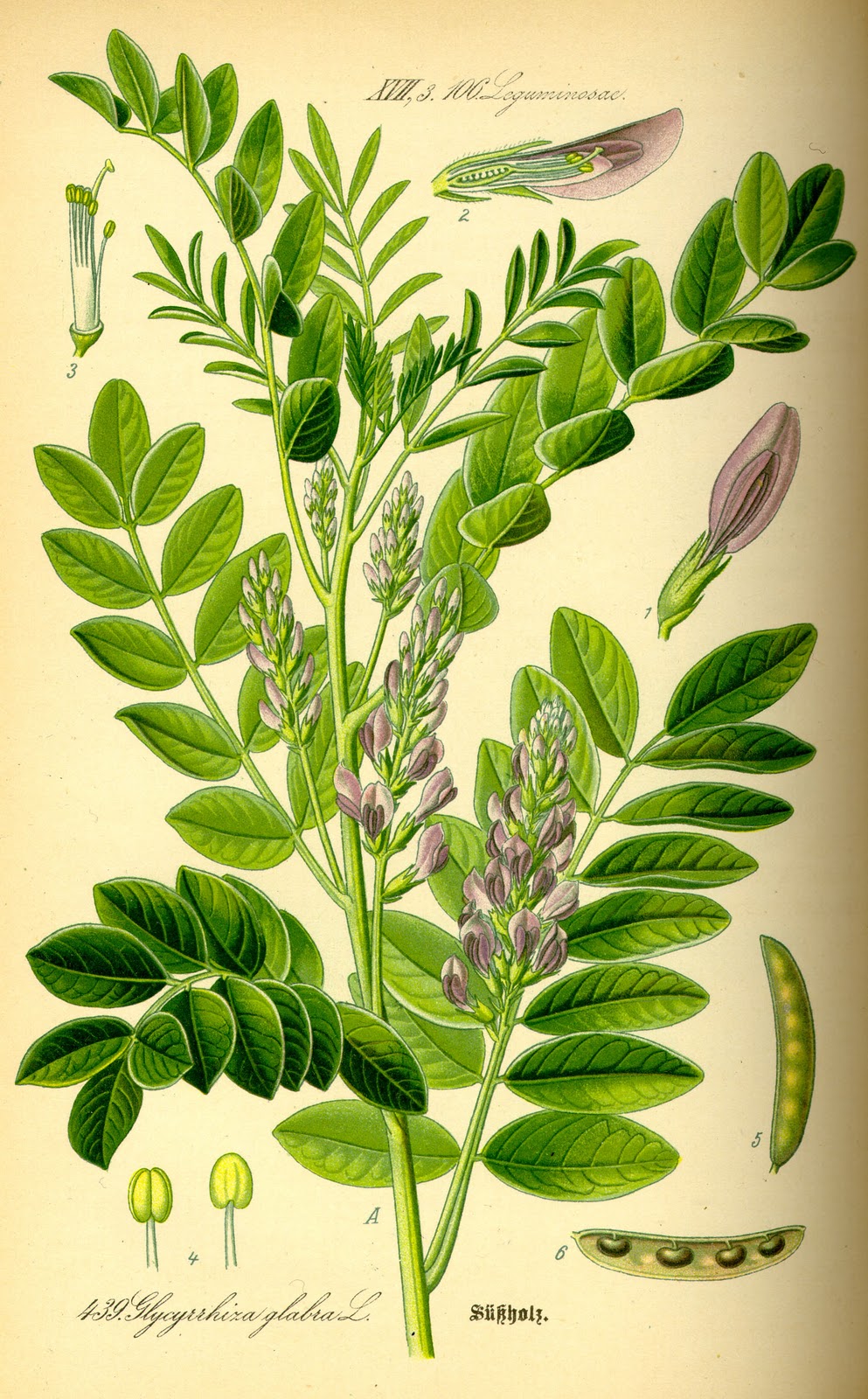 Medicinal properties of the Liquorice Plant or Glycyrrhiza glabra.Part