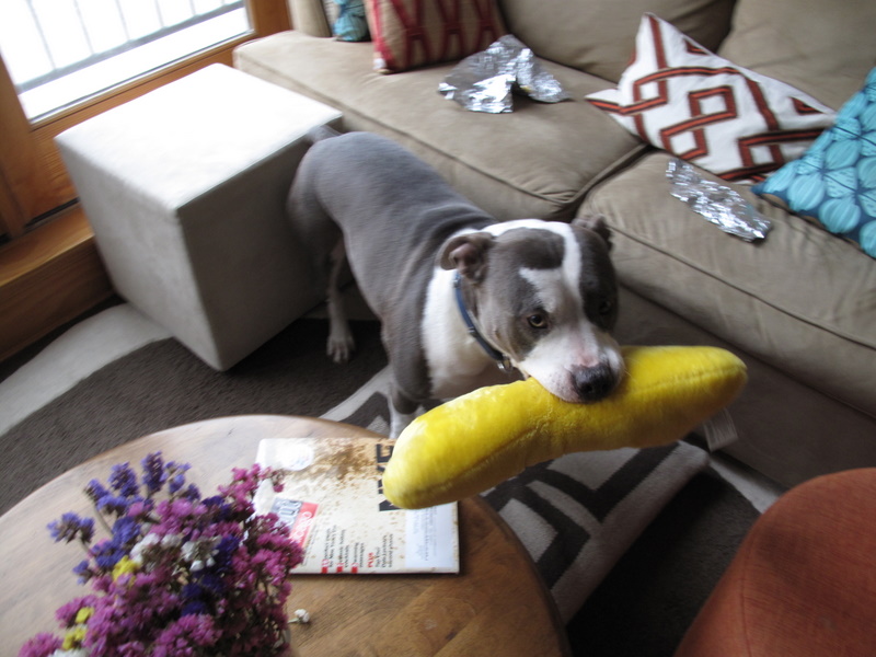 Two Pitties in the City Dog Training Teaching Dogs to Be Gentle with Toys