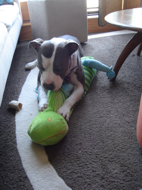 How Do You Teach A Dog Toy