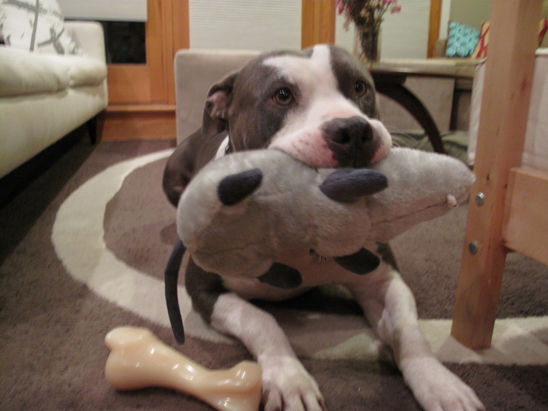 How Do I Teach My Dog To Be Gentle