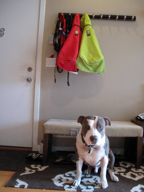 Two Pitties in the City Doggystyle DogFriendly Rugs