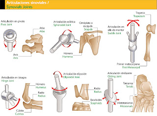 CODO ARTICULACIONES codo articulaciones: