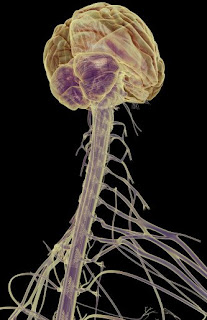 cerebro, médula y nervios, visión posterior