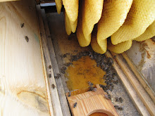 Inside the Greeting Garden hive ( natural, foundationless comb)