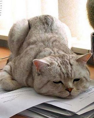 http://4.bp.blogspot.com/_Tk5twTH5VHo/S_w6Mzr6y6I/AAAAAAAAA_s/z6oaKPKa6gY/s1600/desanimada.jpg