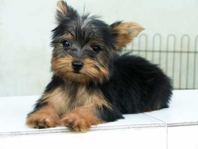 Miniature+toy+dog+breeds+photos