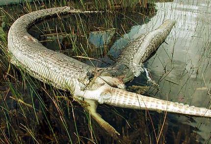BROCHURES AMP; OTHER MATERIALS - FLORIDA FISH AND WILDLIFE BROCHURES AMP; OTHER MATERIALS - FLORIDA FISH AND WILDLIFE