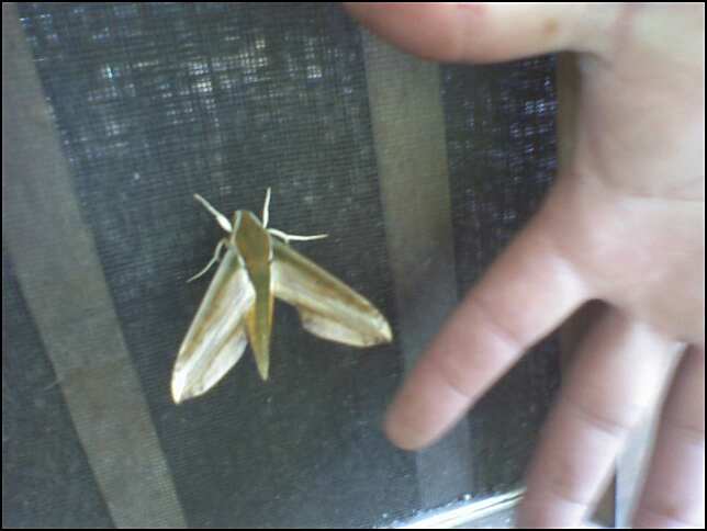 Huge Moth