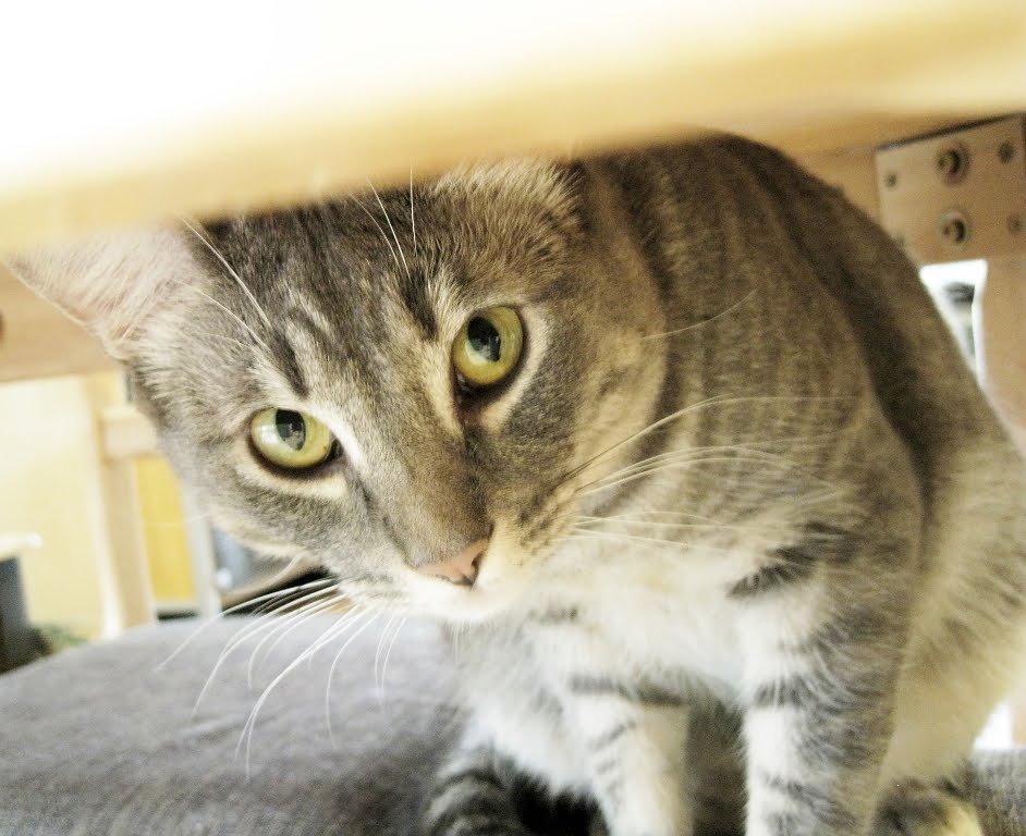 Sensitive Cat