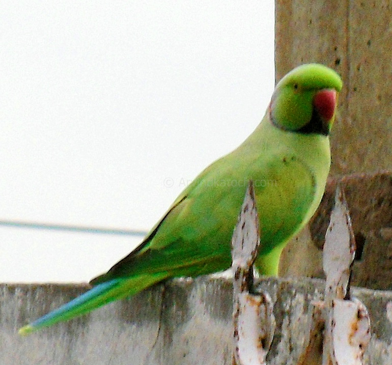 Punjabi Parrot