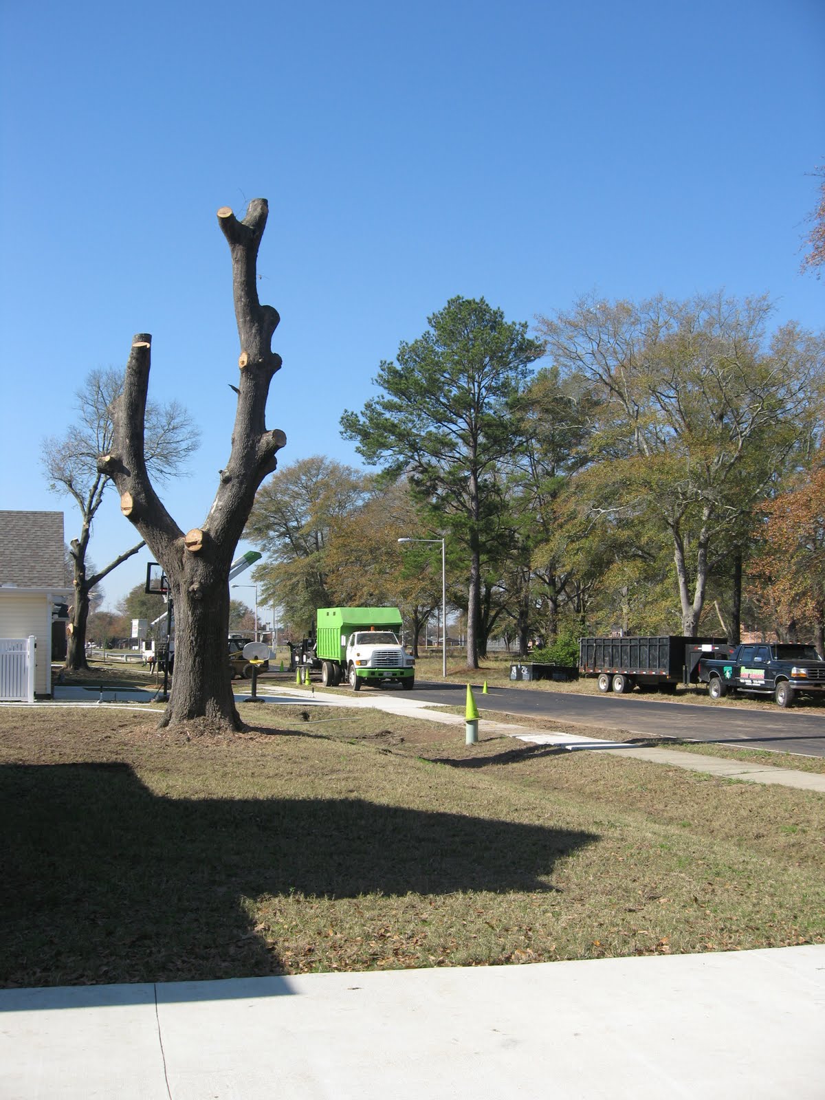 [Big+Dead+Tree+4.jpg]