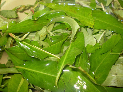 laksa leaves. Polygonum , or called vietnamese coriander,quot;pak paiquot; in thai, quot;daun kesumquot; in malay or easily known as quot;laksa leavesquot;