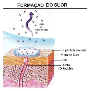 [suor.jpg]