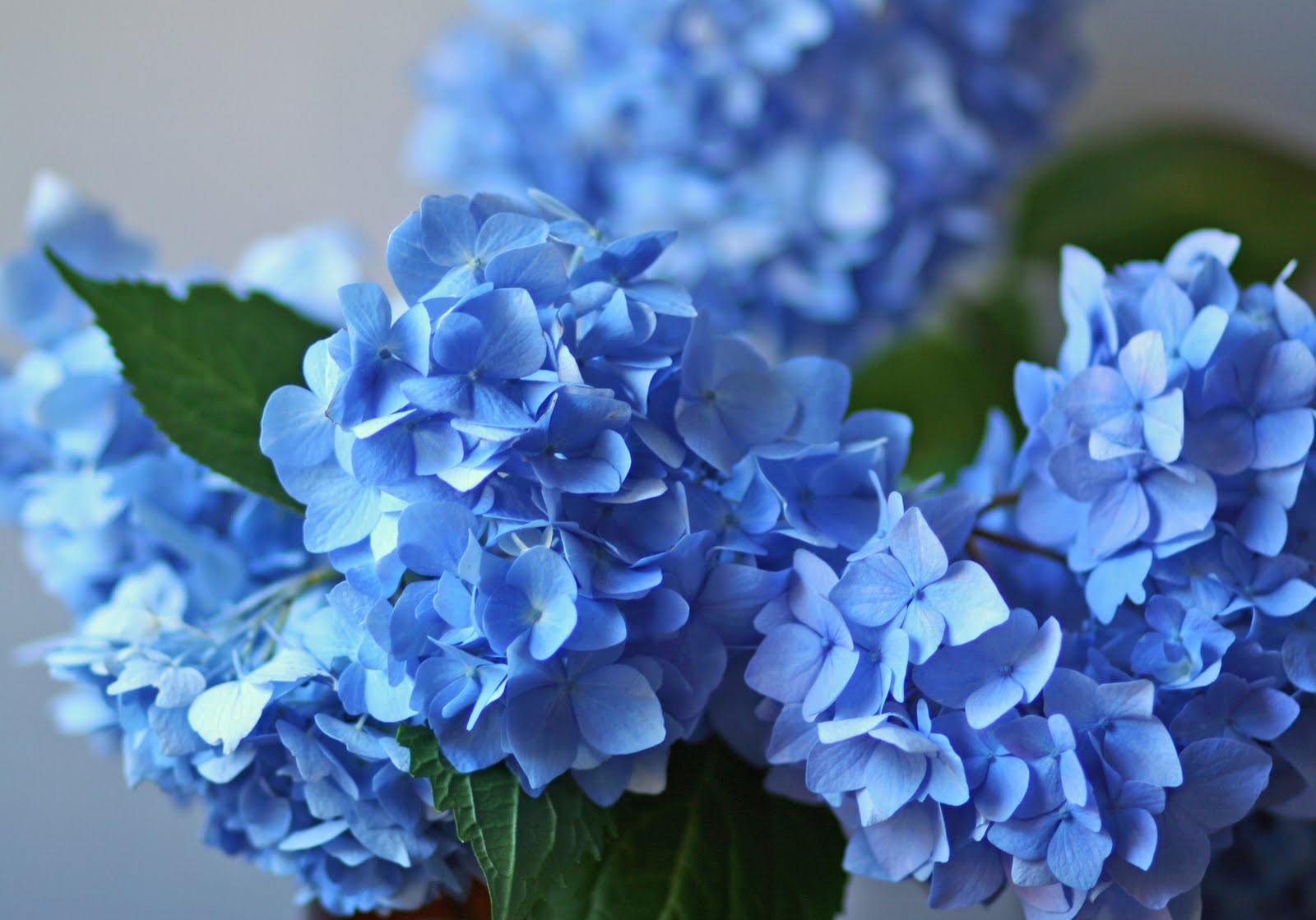 Modish Vintage blue hydrangeas