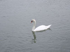 A Swans Lake