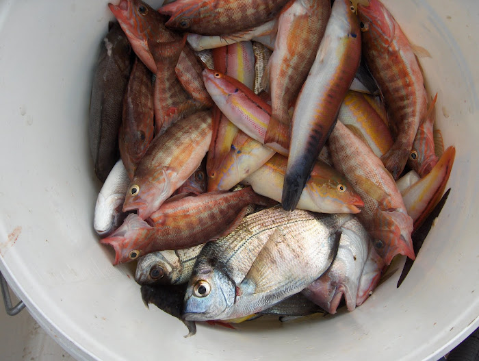 Chopas, Piças, Fanecas, Carapau, Besugos, Cavalas