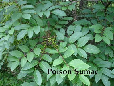 poison oak ivy sumac. between Poison Oak and Ivy