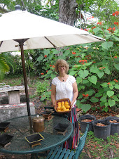 MANGOS ORGANICOS GRACIAS A LA TERAPIA HOMA.