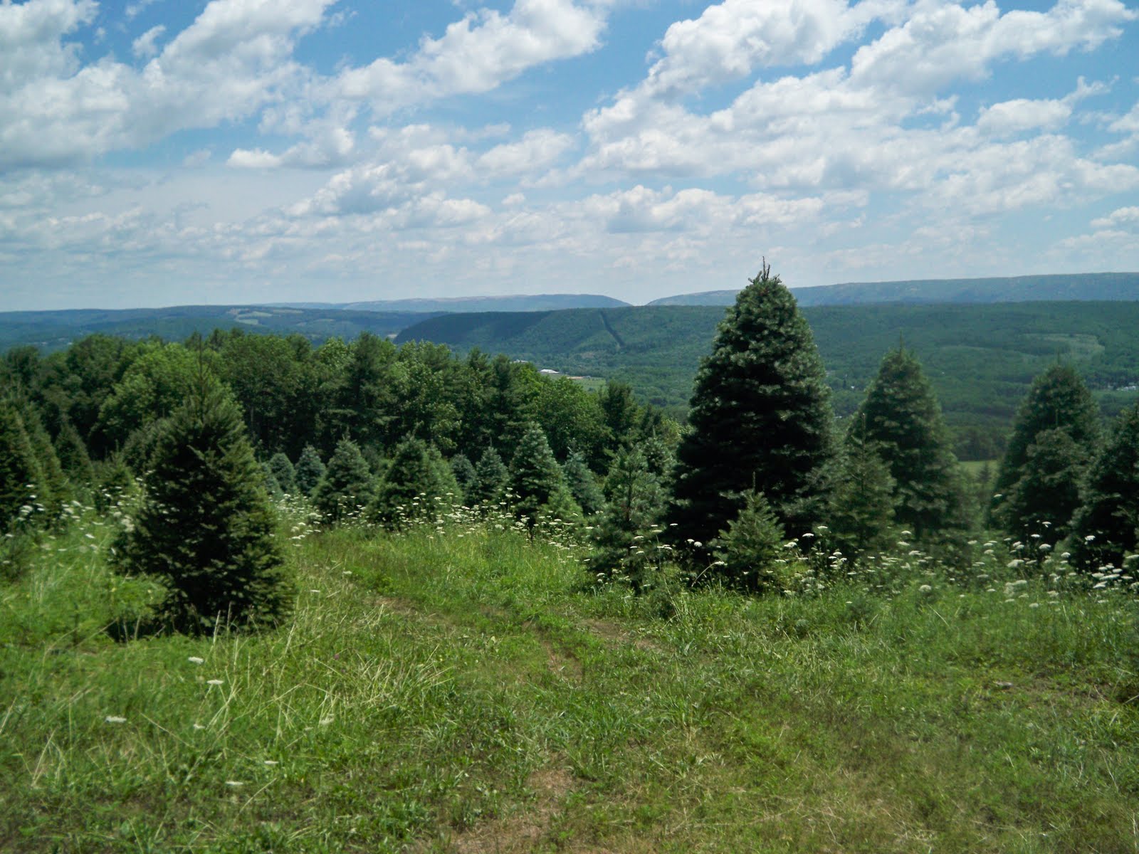 Cultured Carbon County Beisel's Christmas Tree Hill 60 Years of