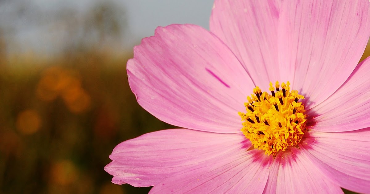Blossom Natural Health Blossom Natural Health