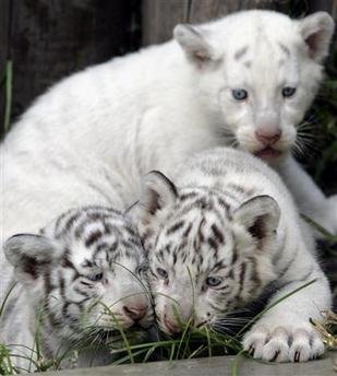 White tiger cubs together White tiger cubs together