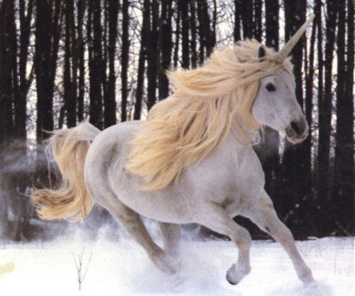 caballos caballos