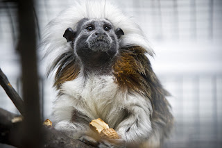 capuchin monkey courtesy Bryce Richter, University of Wisconsin, Madison
