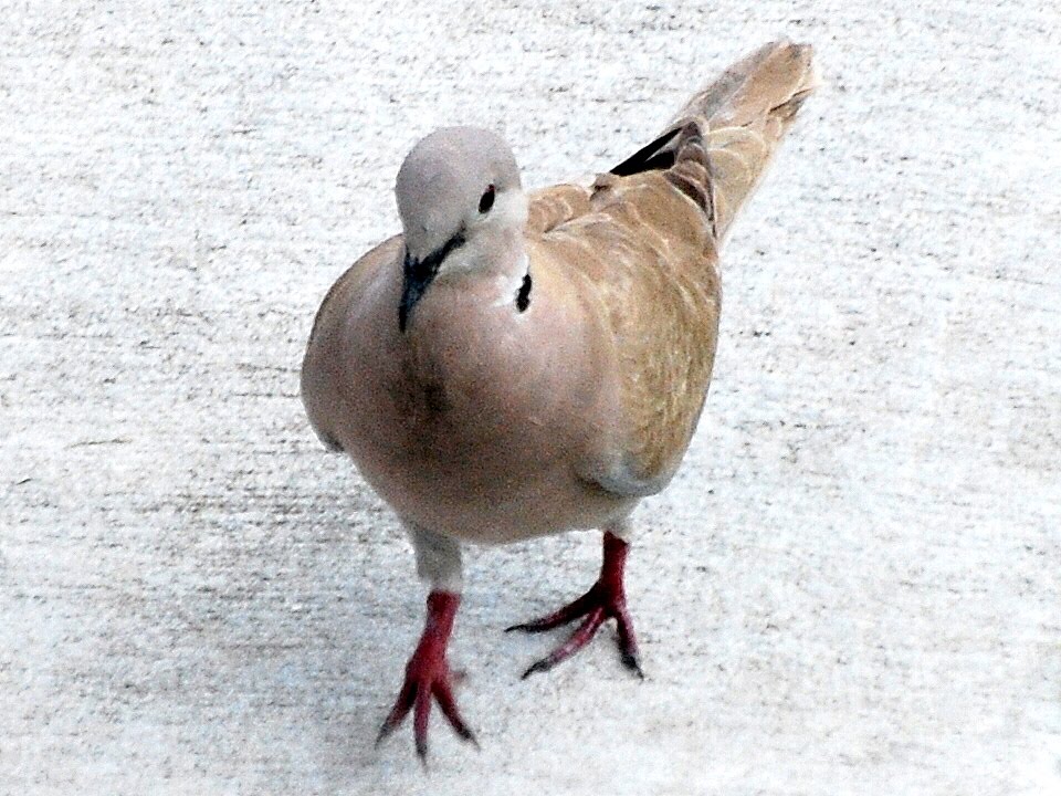 Big Dove