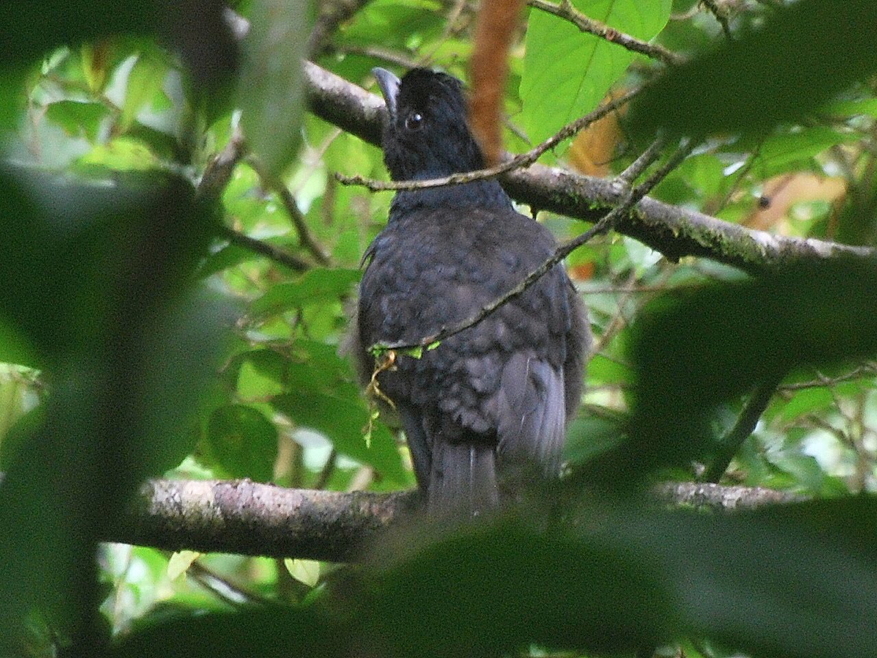 Jan Axel's Blog Bird of the month Barenecked Umbrellabird