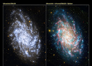 side-by-side images of M33, the ultraviolet image on the left was taken by the Galaxy Evolution Explorer