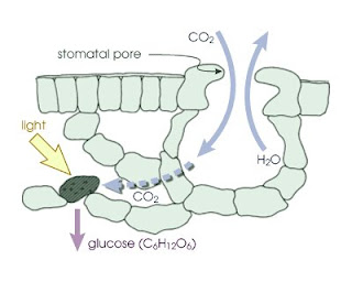 The diagram shows the microscopic structure of a leaf, and the processes of photosynthesis and transpiration. The diagram shows the microscopic structure of a leaf, and the processes of photosynthesis and transpiration.