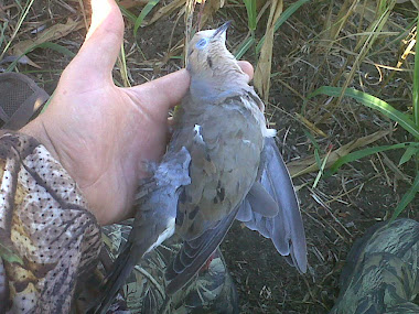 first dove of 2010 season