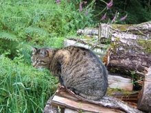 Mon chat : Sisley