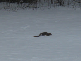 Squirrel, jumping in deep snow