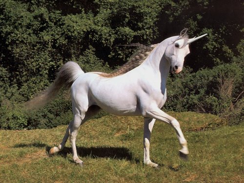 [unicorn.jpg]