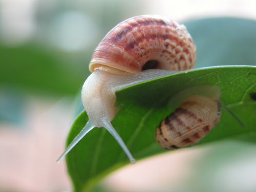 [Snails-full.jpg]