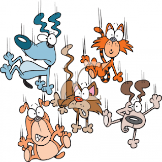 Is It Is Raining Cats And Dogs A Metaphor Is It Is Raining Cats And Dogs A Metaphor
