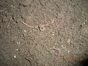 My Vermicompost Supplies