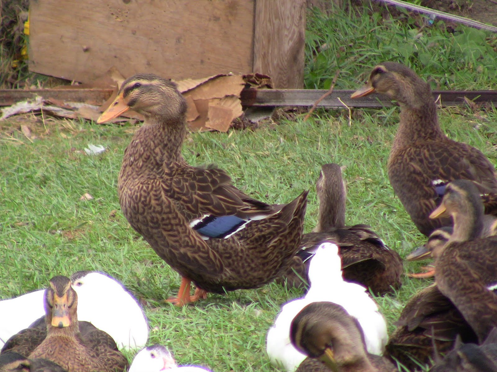 Farm Ducks