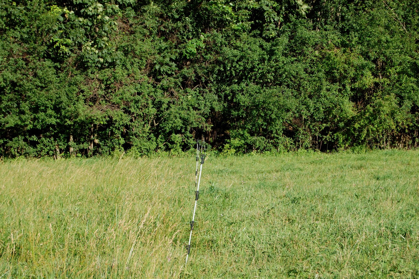 Grass Paddock