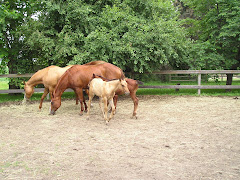 Mares and Foals