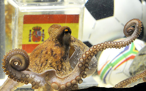 The predictions of Octopus The World Cup Octopus. The predictions of Octopus
